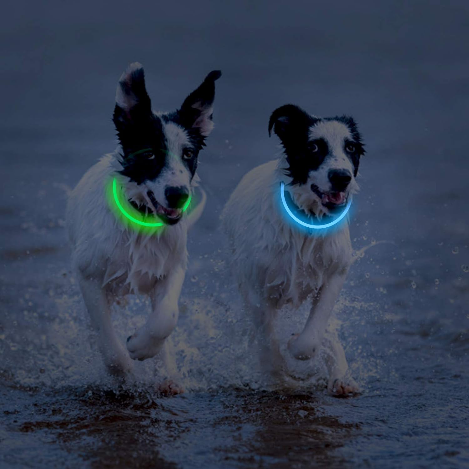 Skiennix LED Dog Collar - Rechargeable Light-Up Safety Necklace for Night Walking | 2-Pack Green & Blue