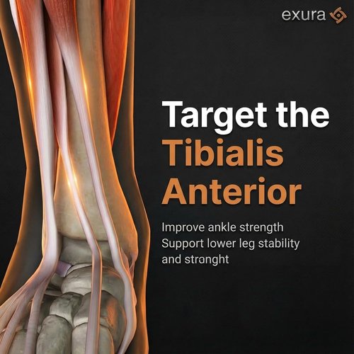 Exura Tib Bar Adjustable Tibialis Trainer for ATG & Knees Over Toes, Fits 1” and 2” Plates, Tibialis Bar for Shin, Ankle & Lower Leg Strength, Calf Raise & Leg Extension Workouts