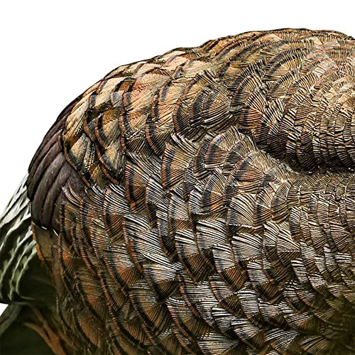 Avian-X LCD Breeder Hen Turkey Decoy - Solid Variation for Hunting