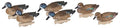 Flambeau Outdoors 8016SUV Storm Front 2 Blue-Winged Teal Decoys, Classic Floaters- 6-Pack