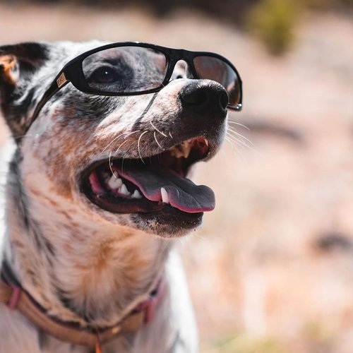 Optic Nerve, Fourteener, Men's Sunglasses with Polarized Grey Lens - Shiny Dark Demi