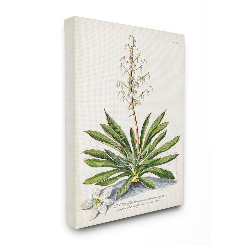 Stupell Industries Botanical Plant Illustration Ferns Vintage Design, Design by Unknown, 30 x 24, Canvas Wall Art