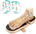 Birchwood Ankle Balance Board - Premium Foot Strengthener for Stability & Recovery | Adjustable Axis Design