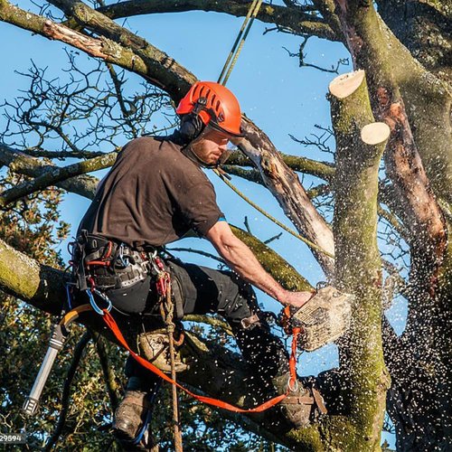 MITOJOSYEER Tree Climbing Gear - Tree Climbing Spikes Suitable for Tree Work, Fruit Picking,Tree Climbing,Logging of Tree Climbing Kit