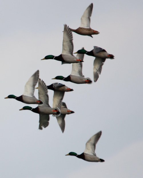 Primos Hunting Primos Pro Mallard Call