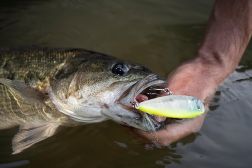 Berkley Bullet Pop Topwater Fishing Lure, Black Chrome, 2/5 oz, 70mm | 2.75in Topwater, Tail Weighted Design Tuned for Maximum Casting Distance, Equipped with Fusion19 Hook