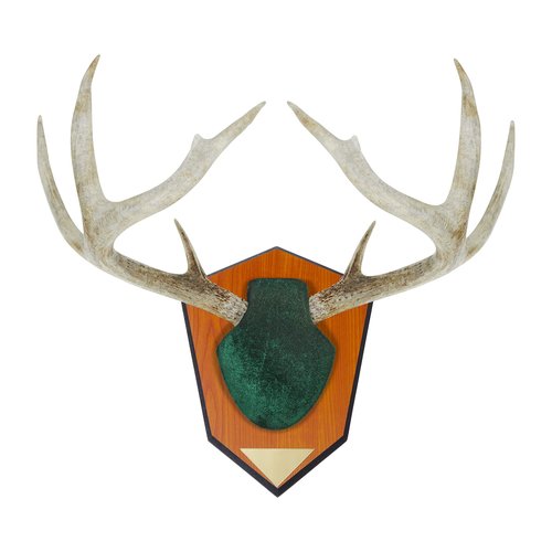 Allen Company Hunting Trophy Antler Mounting Kit, Green Skull Cover