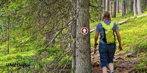 Wild Drifter Trail Markers - Bright Reflective Trail Marker Pack of 24, Easy to Mount, Mark Your Trees for Hunting, Hiking, Camping, and More. (Red, 24)