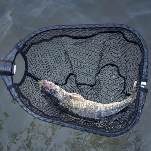 KastKing Brutus Fishing Net - Foldable & Extendable Landing Net | Lightweight EVA Foam Handle, 44lbs Capacity