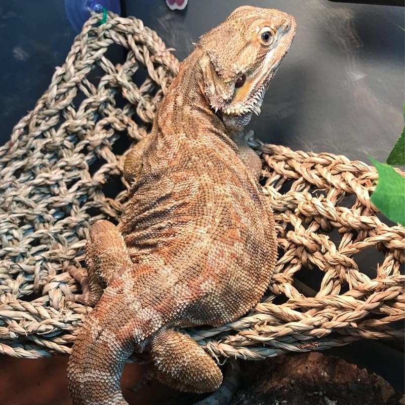 Triangular & Square Bearded Dragon Hammock Set with Reptile Vines – 5 PCS