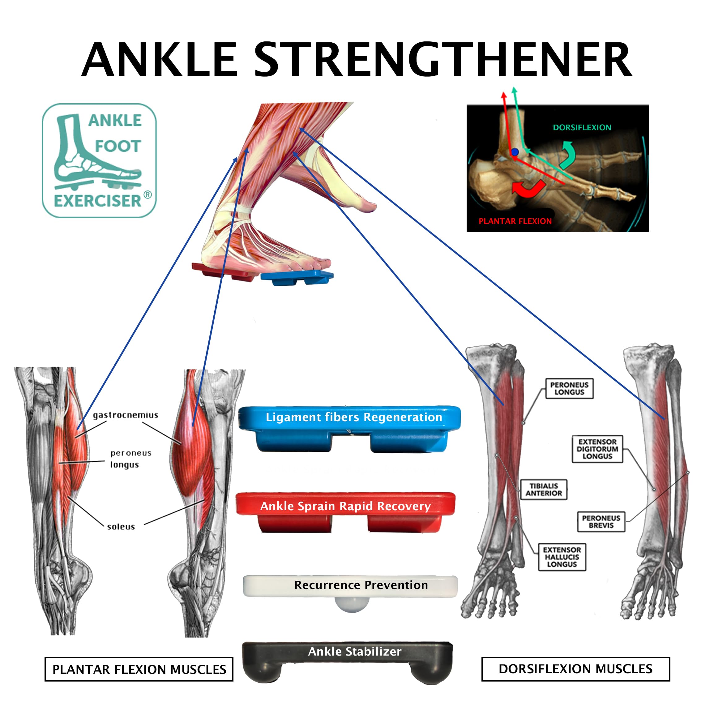 Ankle Foot Exerciser® Ankle Strengthener for ankle sprain relief, Foot Strengthener for plantar fasciitis; Ankle mobility, Posture corrector, Proprioception