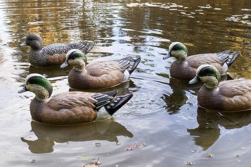Flambeau Outdoors 8024SUV Storm Front 2 Wigeon Decoys, Classic Floaters - 6-Pack