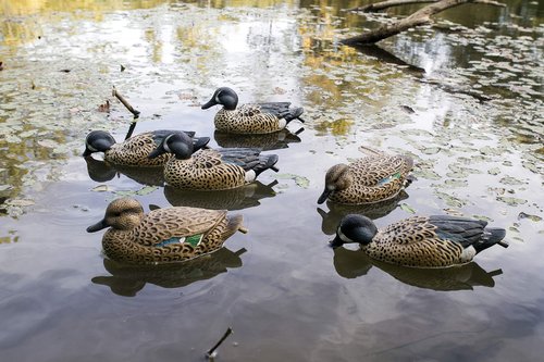 Flambeau Outdoors 8016SUV Storm Front 2 Blue-Winged Teal Decoys, Classic Floaters- 6-Pack