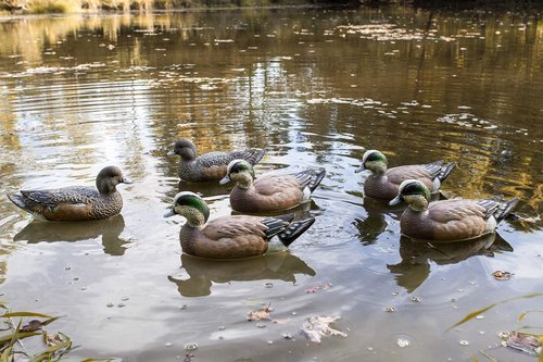Flambeau Outdoors 8024SUV Storm Front 2 Wigeon Decoys, Classic Floaters - 6-Pack