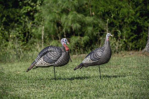 HUNTERS SPECIALTIES HS Strut Lite Jake & Feeding Hen Turkey Foldable Hollow Relaxed Body Realistic 2-Pack Couple Flock Combo Decoys