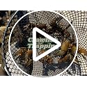 Kraken Supply Co 6-Pack Heavy Duty Crawfish Traps - Collapsible Steel Mesh Bait Nets for Creeks Ponds & Lakes